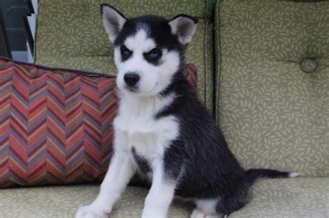 Siberian Husky puppy dog for sale in Anchorage, Alaska