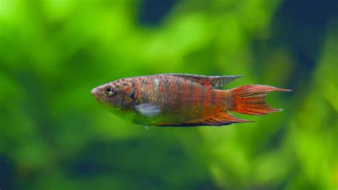 Paradise Gourami Fish Personality Diet And Care Lil Pet