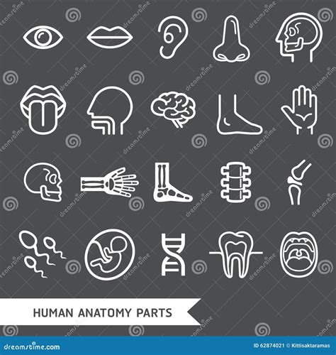 Human Anatomy Body Parts Detailed Icons Set Stock Vector