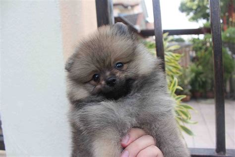 There is no such thing as a 'miniature' pomeranian. LovelyPuppy: 20131023 Sable Color Mini Pomeranian Puppy