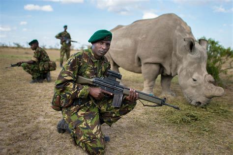 Bodyguards Protect One Of Six Remaining Northern White Rhinos Pics