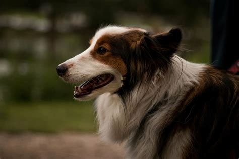 Adult Tan White Rough Collie Photography Shallow Photography