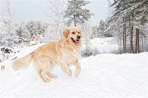 Golden Retriever Running In The Snow — Stock Photo © Nejron 5310920