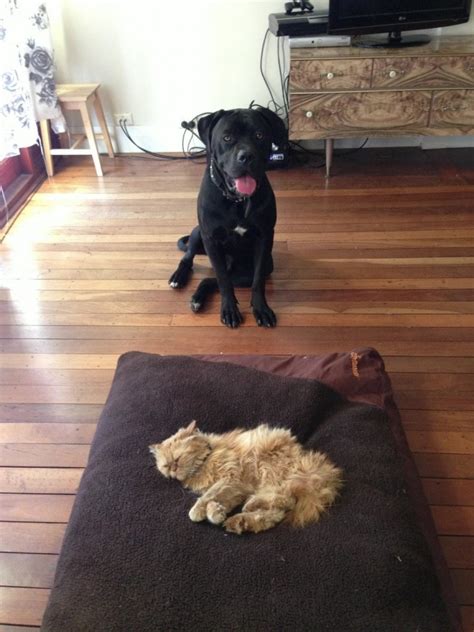 28 Stolen Dog Beds That Reiterate Cats Are Stingy Jerks28 Stolen Dog