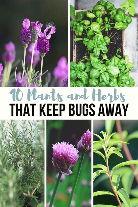 10 Plants And Herbs That Keep Bugs Away Plants That Repel Bugs Keep