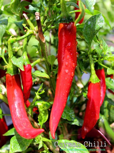 Caysan Chilli The Hippy Seed Company Your Chilli Experts
