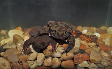 Romeo And Juliet Give Hope For Survival Of The Sehuencas Water Frog