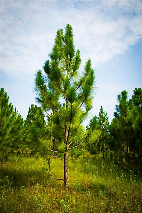 Longleaf Pine Trees For Sale Online 40e