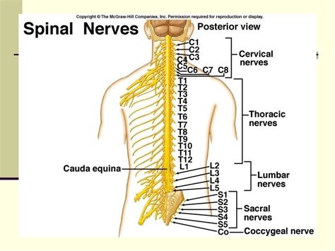 Spinal Cord Notes Anatomy Of Spinal Cord N