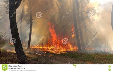 Fire Burning In A Pine Forest Stock Image Image Of Environment Rural