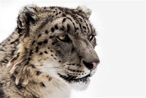 Snow Leopard Close Up Ii By Orangeroom On Deviantart