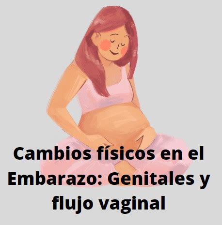 Cambios F Sicos En El Embarazo Genitales Y Flujo Vaginal Etapas Del