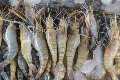 Farmed Shrimp India Distributors Morvish