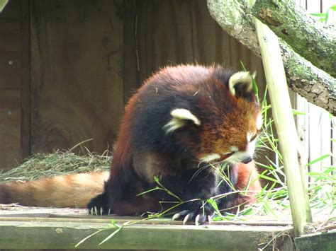 Columbus Zoo 151 Red Panda Jeremy Thompson Flickr