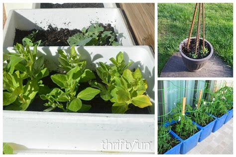 Growing Vegetables In Containers Thriftyfun