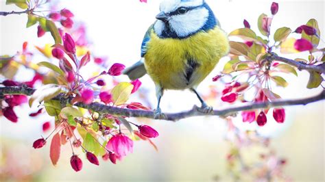 White Blue And Green Bird On Tree Branch With Blossom