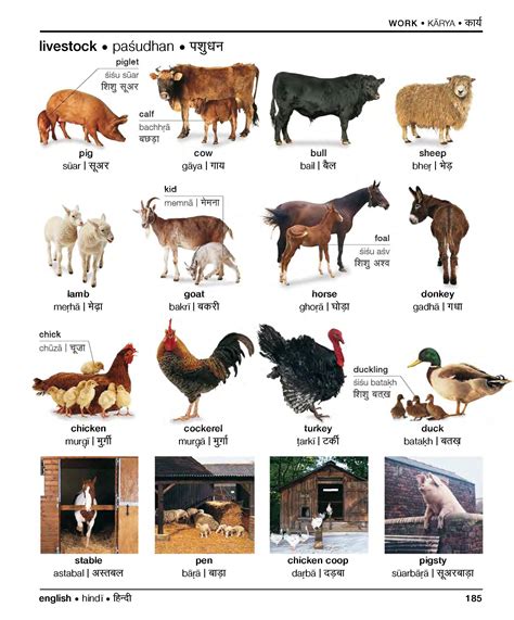 Farm Animals in Hindi: Hindi @ Universiteit Leiden; | Hindi | Pinterest