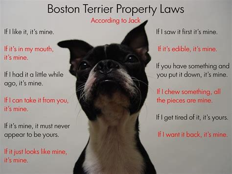 Oct 20 2011 Day 354 Boston Terrier Property Laws Flickr