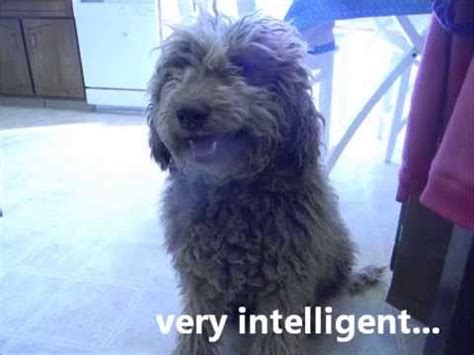 Labradoodle puppy for sale in rocky mount, nc, usa. Chocolate Cream Black Phantom Multigenerational Australian ...