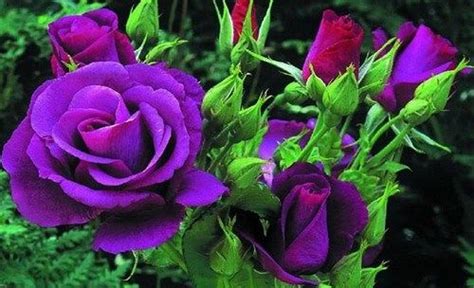 Osiria Purple Rose Rare Roses Rare Flowers Flowers Nature Amazing