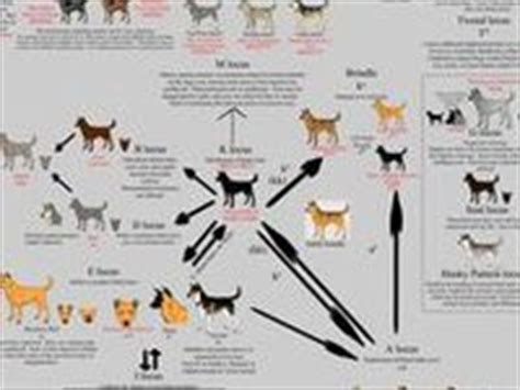 To maximize your pet's health and longevity, make sure you only purchase pups from english bulldog breeders who willingly provide you with the. 1000+ images about Dogs: Colors on Pinterest | Coats ...