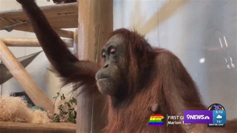 Denver Zoo Orangutan Expecting A Baby