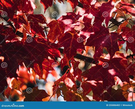 Red Autumn Tree Leaves Stock Photo Image Of Wallpaper 255006402