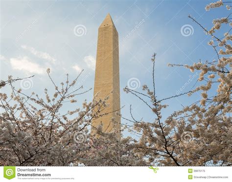 Washington Monument Towers Above Blossoms Stock Image Image Of Bright
