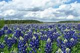 Park Lake Flowers Waco Texas