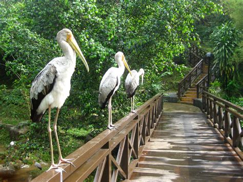 Maybe you would like to learn more about one of these? 11 Nature Spots In Klang Valley For Outdoor Wedding Shoots