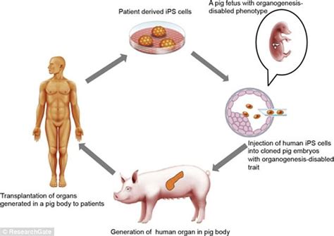 It surrounds organs and tissues such as muscles, nerves, bones, kidney etc. Plans to grow human organs inside ANIMALS to go ahead in ...
