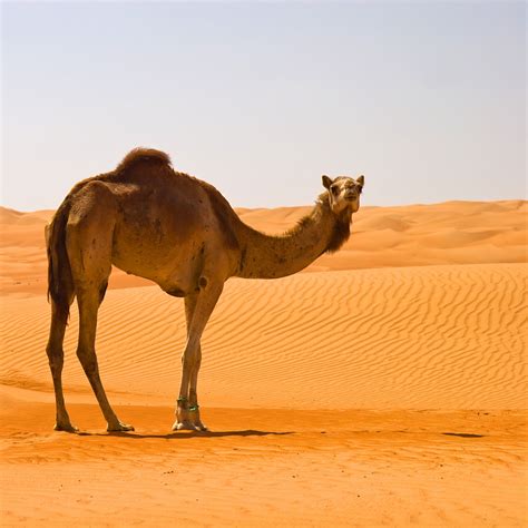 How Camels Survive In The Desert The Petri Dish