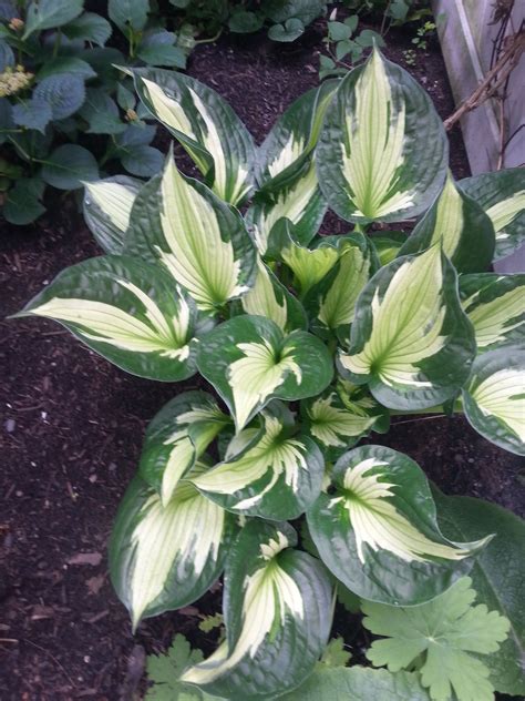 Whirlwind Hosta Plants Plants Garden