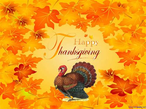 75 Turkey Thanksgiving Wallpaper Wallpapersafari