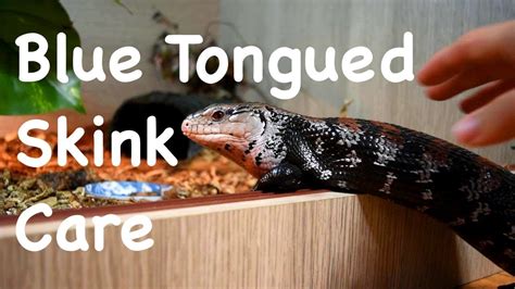 Blue Tongue Skink Care Youtube