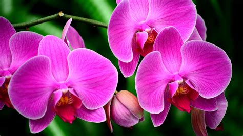 Download Macro Pink Flower Flower Nature Orchid 4k Ultra Hd Wallpaper