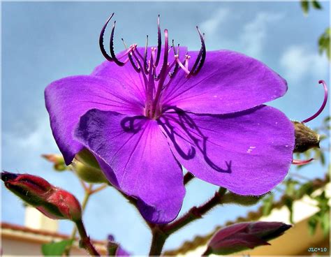 Fotos Gratis Naturaleza P Rpura P Talo Nica Flora Flor