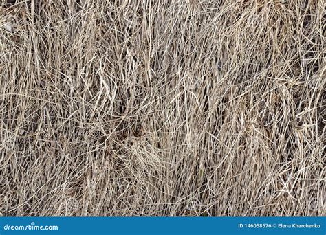 Dry Grass Background Texture Hay Old Last Year Haymaking Stock