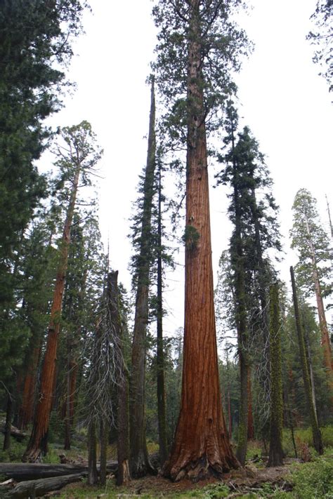 Giant Sequoia Sequoiadendron Giganteum Conifers Cold Stream Farm