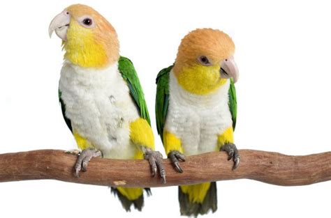 White Bellied Caique Health Personality Colors And Sounds Petguide