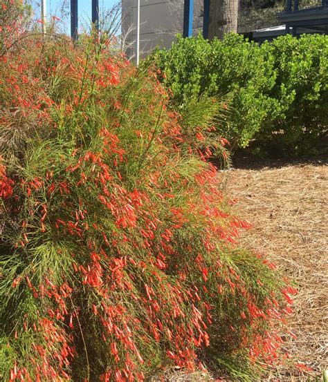 Mulching with pine needles comes with great perks. Mulch 101 - UF/IFAS Extension Pasco County