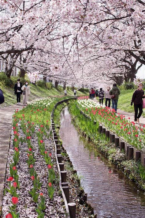 Cherry Blossom Path Usotuki Watashi Flickr