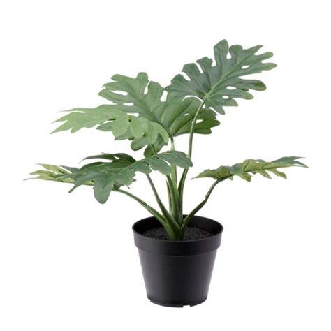 Jual Terbaru tanaman mirip monstera pot hitam bunga ...
