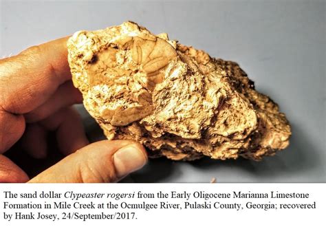 Primarily composed of calcite (caco3); 15A: The Marianna Limestone - Exploring Georgia's Fossil ...