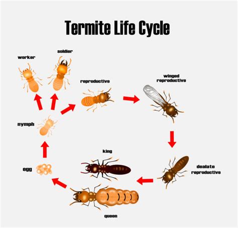 Termite Life Cycle Ppt Stefany Conklin