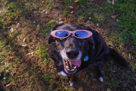 Pin By Kristie On Dogs Heart Sunglass Sunglasses Fashion