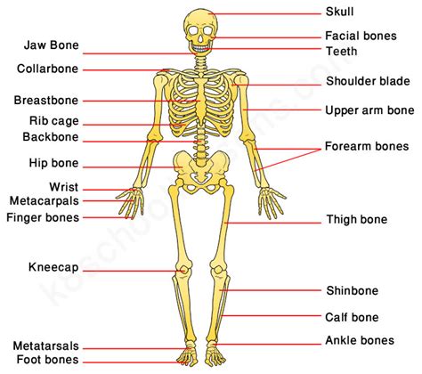 Human Skeletal System Labeled