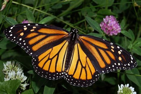 Losing Our Monarchs Iconic Monarch Butterfly Down To Lowest Numbers In