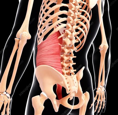 Human Back Musculature Artwork Stock Image F0071908 Science