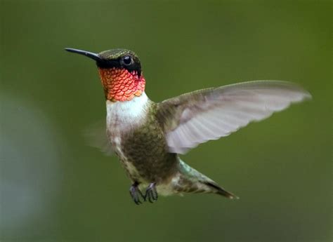 Springtime Fun Tracking Migrating Hummingbirds Chicago